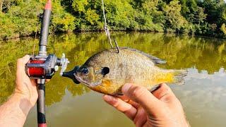 Big Cat BONANZA!!! The Live and Cut Bait Experiment | Catfishing for Money