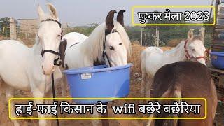 हाई-फाई किसान के 5 वाई-फाई बछैरे बछैरिया pushkar pashu mela 2023 | pushkar horse mela | pkraj vlogs