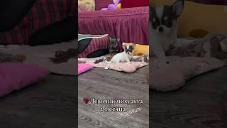 Щенки ЧИХУАХУА #купитьщенка #puppy #щенок #чихуахуа #chihuahua