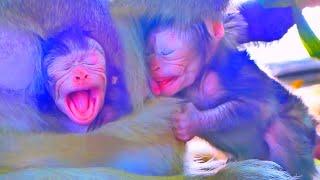 Unbelievable! happened ssad thing of a newborn monkey baby #Very cute newborn monkey baby