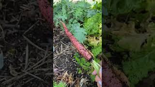 Chaos carrots ftw  #gardening #gardentips #growyourownfood #plantingseeds #gardener #carrots