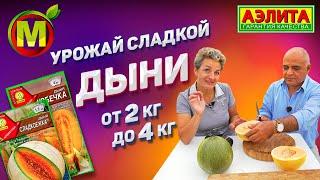 ОБЗОР СЛАДКИХ ДЫНЬ из нашей теплицы