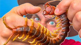 BITTEN by a Giant Asian Centipede!