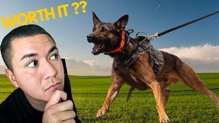 Before You Get a Belgian Malinois - Watch This!