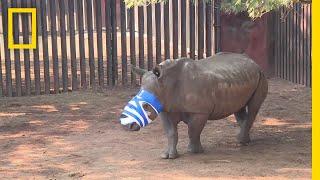 North Korea Diplomats Accused of Smuggling Ivory and Rhino Horn | National Geographic