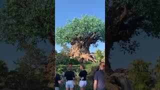 #treeoflife #disneyworld #animalkingdom #orlando #florida #shorts #shortsfeed #familyfun