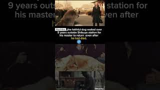 Heartbreaking wait of Loyal dog for 9 years !!