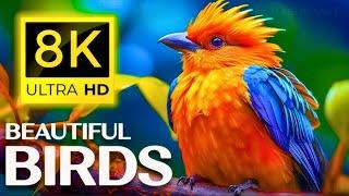 Small BIRDS 8K ULTRA HD with Names and Sounds