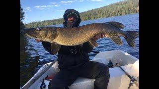 Svezia, un assaggio di pesca al luccio al nostro chalet!