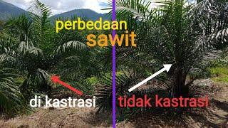 PERBEDAAN SAWIT ll YG DI KASTRASI DENGAN YG TIDAK #sawit #kastrasi #ppks #bibitunggul #kebunsawit