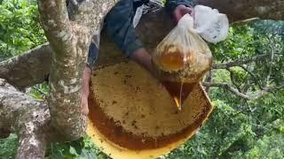 Amazing beehive, wild bees, bees in the trees   #bee #honey #honeybee