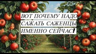 Не бойтесь сейчас сажать саженцы. Вот почему я решила посадить яблони именно осенью.