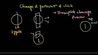 Developmental biology part 8 : Cleavage in chick
