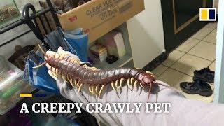 Is this giant centipede the most horrific pet possible?