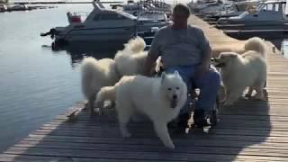 Самоеды Ристикента / The Ristikent Samoyed