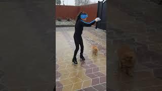  #short #cat #catsoftiktok #animals