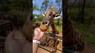 Feeding the Largest Giraffe at the Giraffe Centre! #giraffe #kenya