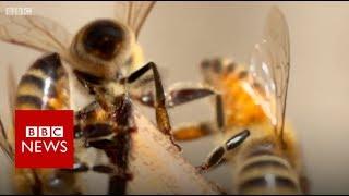 Bees living on top of a London mosque - BBC News