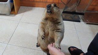 friendly chubby marmot