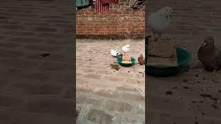 Check Kar || RK Pigeon Masti #shorts #trending #viral #pigeonmasti #video #trend #kabutar #youtube
