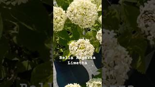 #bella#ragazza#limetta #hydrangea#hortensia#гортензия#garden#гортензія#flowers#jardin##arboresсеns