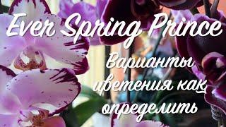 Phal. Ever Spring Prince как определить вариант цветения. Орхидея из Бурятии Хаген Дас