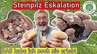 Steinpilze Eskalation - DAS habe ich noch nie erlebt - Die Sommersteinis sind wieder da