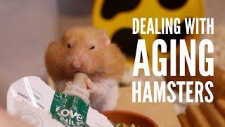 Dealing with an Aging Hamster