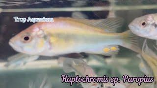 27.12.2024 Specials Part 3: Victorian Cichlids [Trop Aquarium] (Singapore)