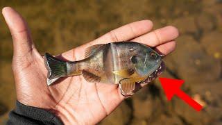 This Japanese Soft Bluegill Glide Bait Is A Game Changer!