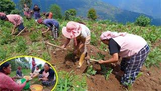 Corn & Potato Cultivation in Village Nepal II We are helping Sister in law in her farm
