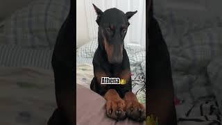 Top Reason to get a Doberman Puppy ️Wholesome #shorts #dog #funny