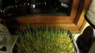 GoPro Hero 4 Timelapse Grass growing. Трава растет