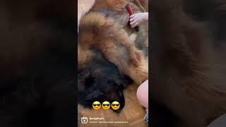 Утренние процедуры #leonberger #alabay #dogs #лакомствадлясобак #леонбергер #алабай #собаки