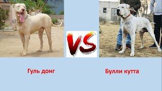 ГУЛЬ ДОНГ VS БУЛЛИ КУТТА