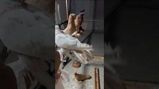 #uzbekistan #russia #qirgizston #turkestan #pigeon #tauben #golubi #golub #kabootar #qushlar #reels