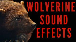 WOLVERINE SOUND EFFECTS - Wolverine Sounds | maktub_ytv