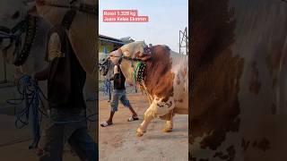 Juara Kontes Sapi Raksasa Indonesia 