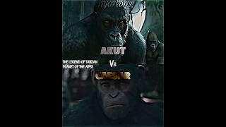 Caesar vs Akut #thelegendoftarzan #planetoftheapes #vsedit #vsbattle #caesar #tarzan #wis #akut