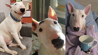 TRY NOT TO LAUGH WITH THESE FUNNY AND CUTE BULL TERRIERS!!! | Funny Pets