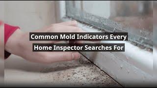 How Home Inspectors Spot Mold: Key Indicators You Must Know