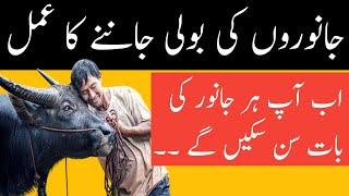 Rohani wazaif o Amliyat| Janwaro Ki Boli Janny Ka Amal||By TopTen Entertain Amliyat