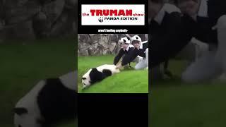 The Truman Show: Panda Edition  Source: Japan's Adventure World Park #trumanshow #panda #shorts