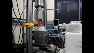 Landing simulation in vitro. Simulating ACL injury: Hossein Mokhtarzadeh