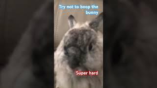 Try not to boop the bunny super hard #boopthebunny