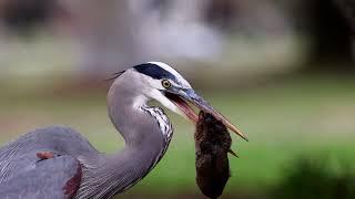 Great Blue Herons hunting gophers, Autumn compilation