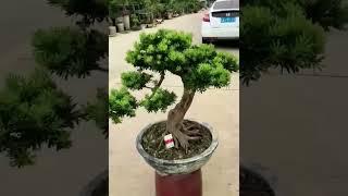 How To Start Bonsai Making From Small Plant #bonsai #shorts #shortsvideo