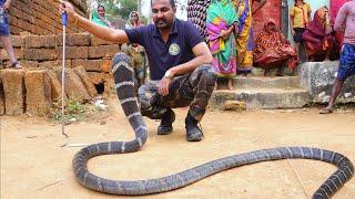 दुनिया का सबसे खतरनाक सांप, देखिए खतरनाक किंग कोबरा सांप सांप का रेस्क्यू Rescue King cobra snake