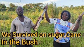 We Survived on Sugar Cane in the Bush