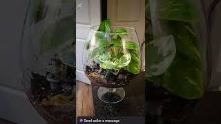 Best indoor house plants#home #decor#indoorplants#gardening #trending#viralvideo #shorts#landscaping